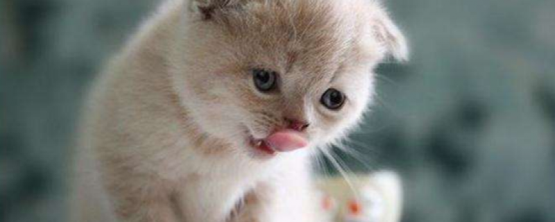 一个月幼猫能玩猫薄荷吗