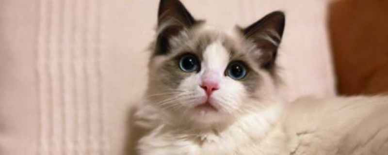 3岁的猫相当人多少岁