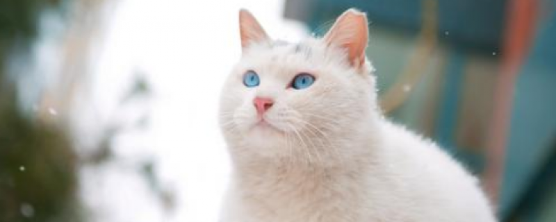 公猫分泌一种很臭的东西