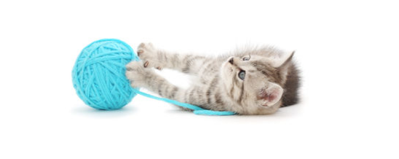 三到四个月的小猫磨牙用什么