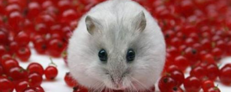 仓鼠一般能活多久