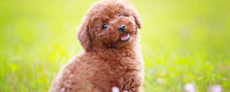 2个月泰迪怎么看大小体