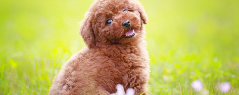 一个月的泰迪养的禁忌