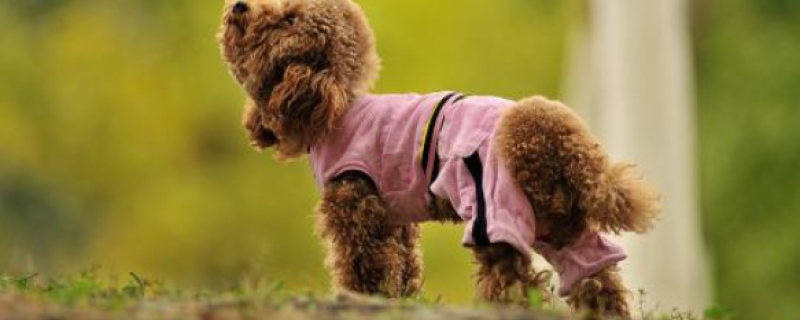 1岁泰迪多久适应新主人