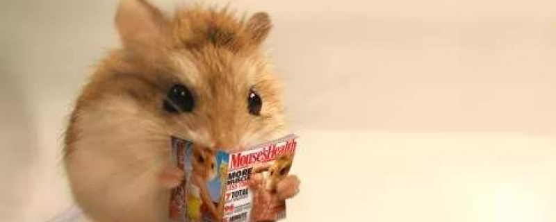 仓鼠丢了最多藏多少天