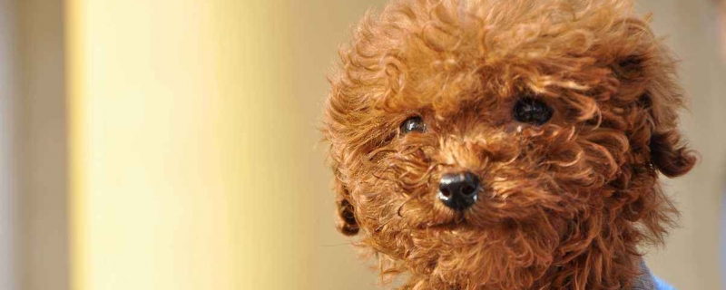 7岁泰迪牙齿快掉光了