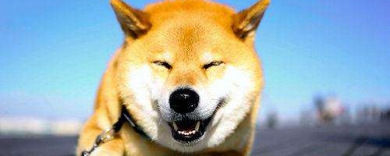 5个月柴犬不爆脸像狐狸