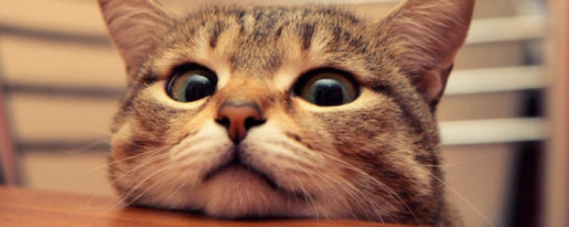 为什么公猫会咬死刚出生的小猫