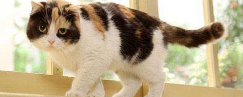 为什么三花英短没人喜欢