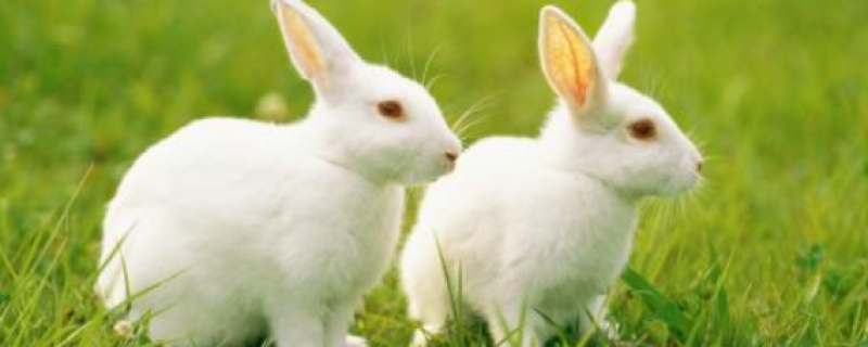 兔子为什么打几个洞