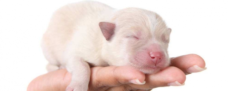 20多天狗崽吐奶凝固的