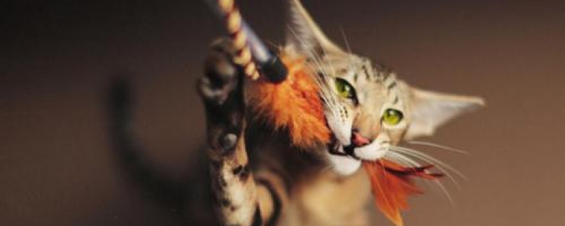 东方猫的性格特点