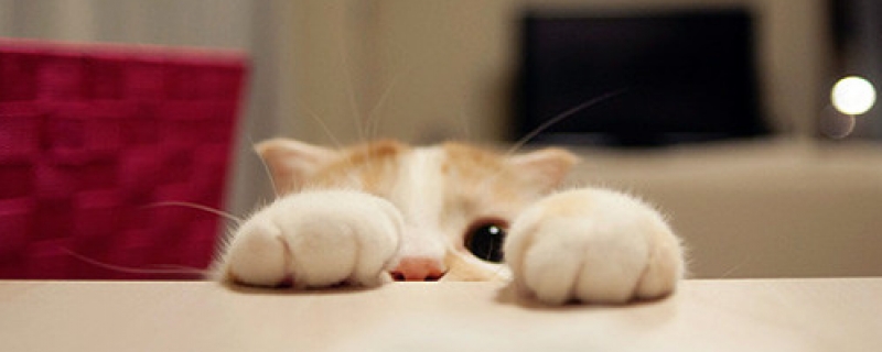 20天小猫吐奶块