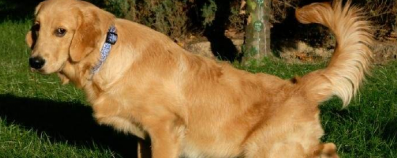 细小未发病能测出来吗