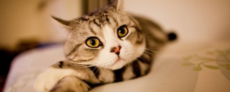 为什么一摸猫咪就呼噜呼噜