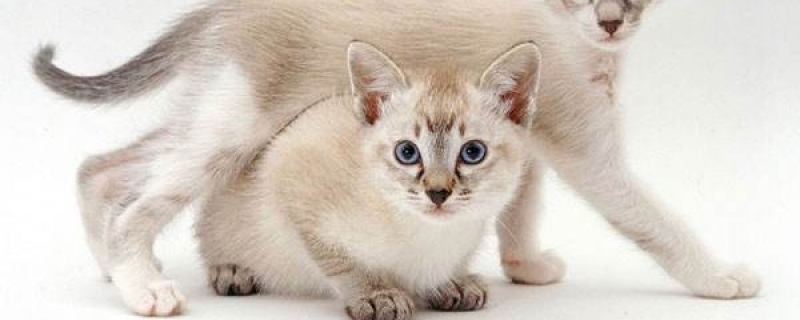 东奇尼猫的性格特点