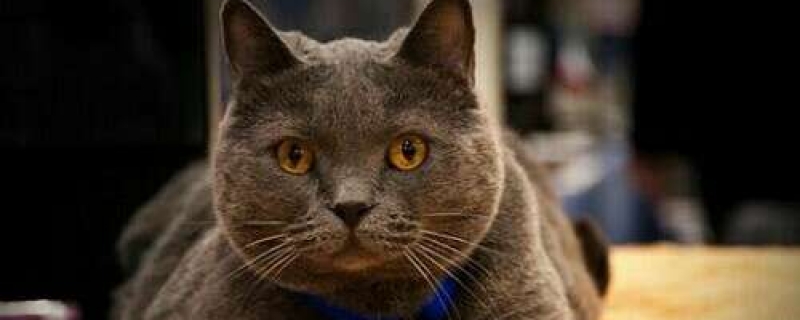 两个月大的猫吃什么