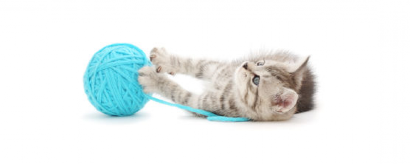 一斤猫粮够幼猫吃多久