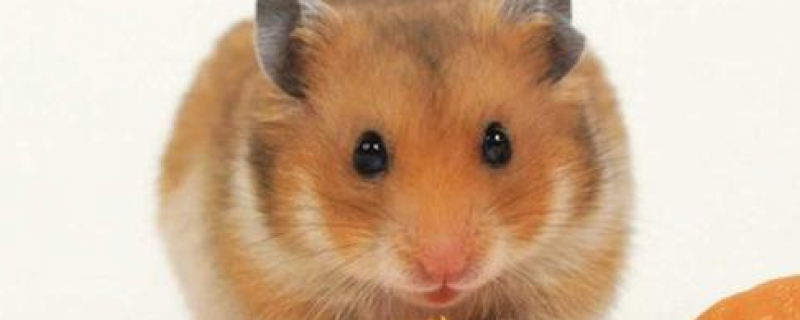 仓鼠趴着很虚弱是不是要死了
