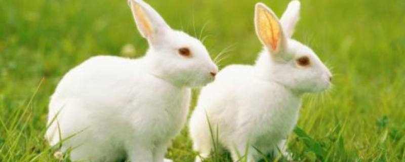 兔子吃的干草是什么草