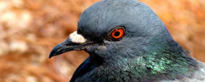 鸽子的眼睛为什么是红色的
