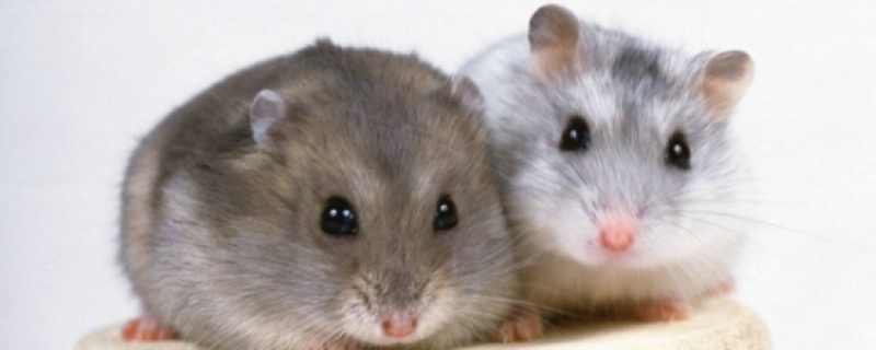 仓鼠快要死的症状