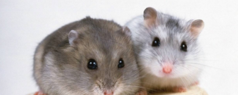 仓鼠生病的症状