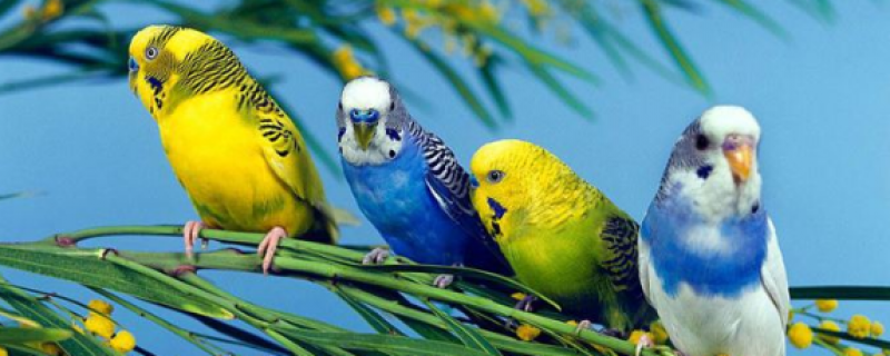 虎皮鹦鹉多久洗一次澡