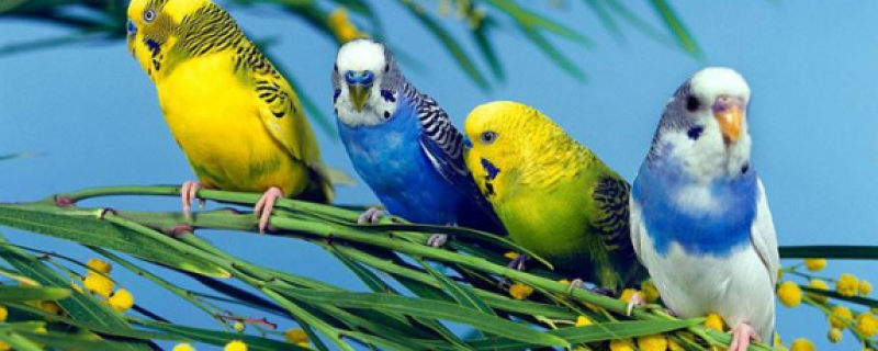 虎皮鹦鹉生病症状