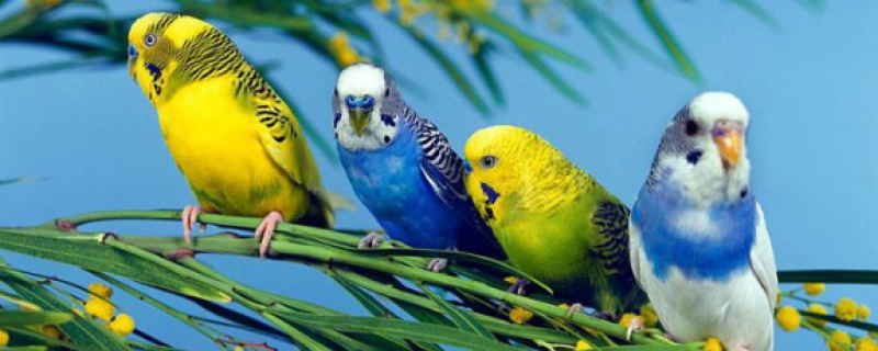 虎皮鹦鹉没精神老闭眼