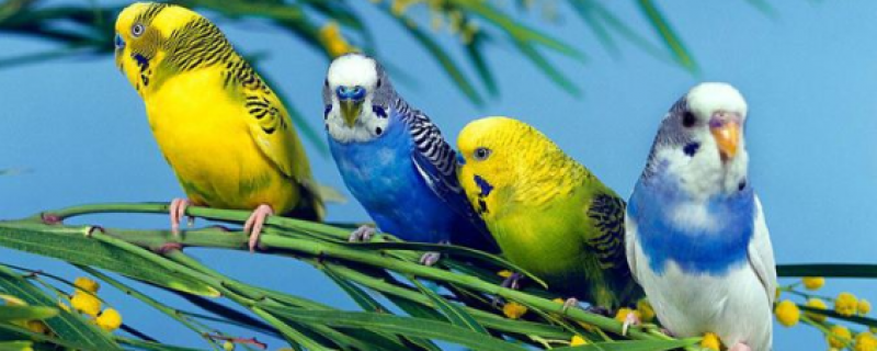 虎皮鹦鹉炸毛没精神老闭眼