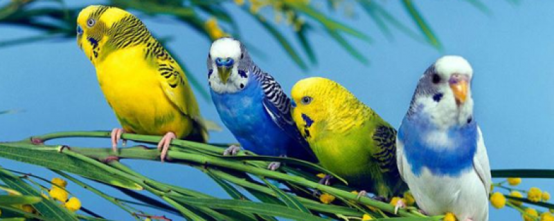 虎皮鹦鹉开心的表现