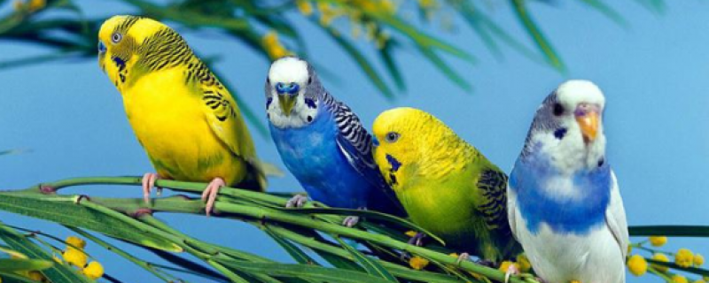 虎皮鹦鹉讨厌人的表现