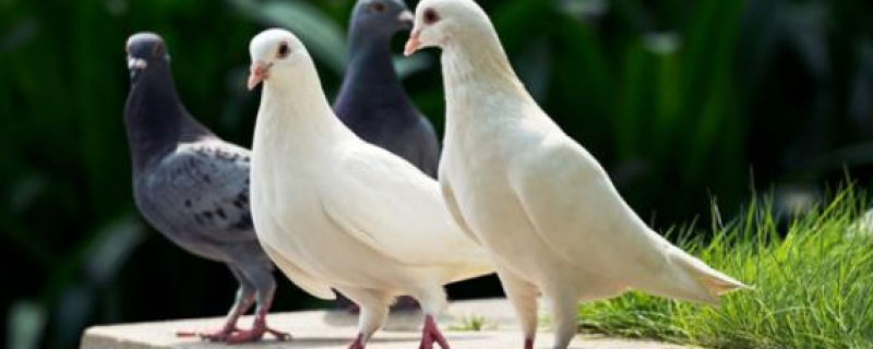 鸽子拉黄水便是什么病