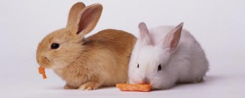 兔子吃了蒲公英死了