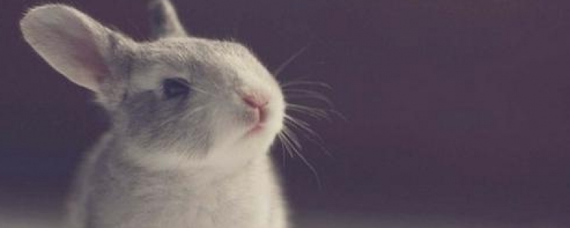 兔子临死前为什么会叫