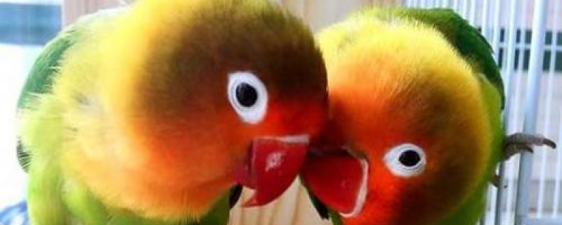鹦鹉鸟不停的晃头