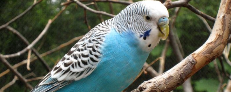 虎皮鹦鹉大便粘毛就不健康吗