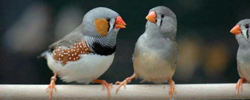 珍珠鸟为什么会叫个不停