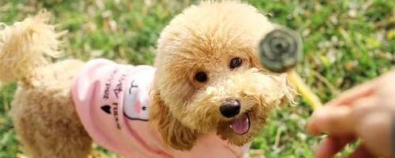 三岁公泰迪做绝育可以吗