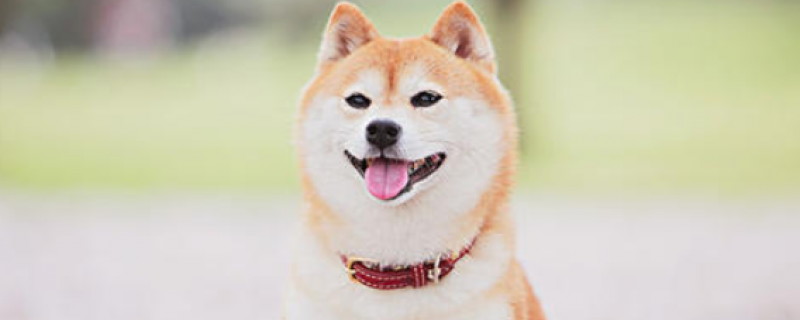 上班族怎么养狗狗