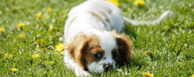 一个半月的狗狗吃什么