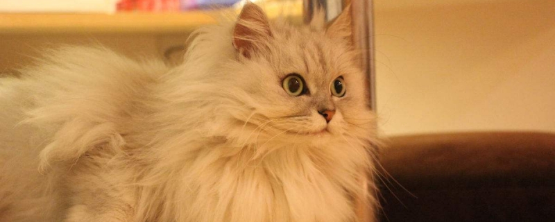 为什么会给猫咪断尾