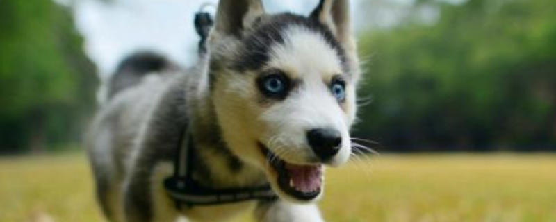 6个月小狗还会得细小嘛