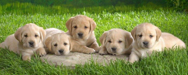 2个月的狗狗关笼子养吗