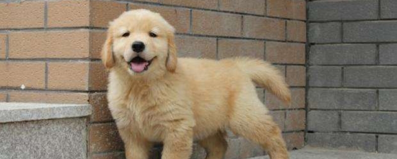 4个月金毛一天吃多少狗粮