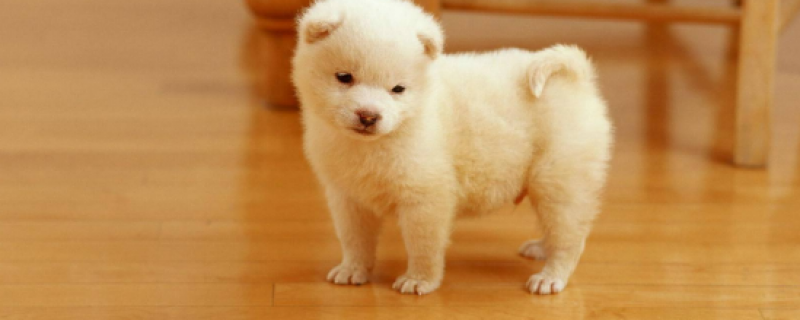 2个月小狗拉屎黄水是怎么回事