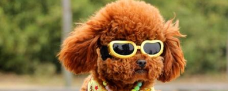 8个月泰迪喂多少狗粮