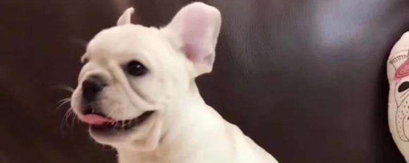 被什么样的狗咬到会得狂犬病