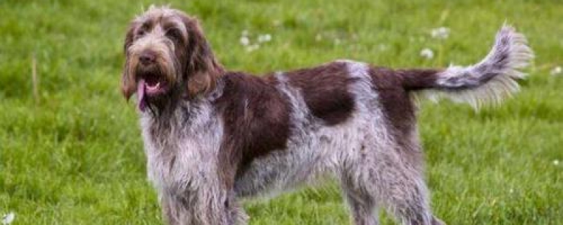 两个月大的小土狗吃啥